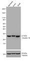 Claudin 18 antibody, 700178, Invitrogen Antibodies, Western Blot image 