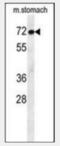 Activating Transcription Factor 7 Interacting Protein 2 antibody, orb243950, Biorbyt, Western Blot image 