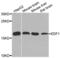 Endothelial Differentiation Related Factor 1 antibody, LS-C335224, Lifespan Biosciences, Western Blot image 