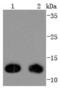 Thioredoxin antibody, A01219-2, Boster Biological Technology, Western Blot image 