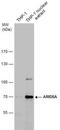 AT-rich interactive domain-containing protein 5A antibody, NBP2-43745, Novus Biologicals, Western Blot image 