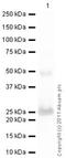 Peroxiredoxin 1 antibody, ab41906, Abcam, Western Blot image 