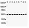 Desmin antibody, PB9105, Boster Biological Technology, Western Blot image 