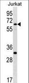 SWI/SNF Related, Matrix Associated, Actin Dependent Regulator Of Chromatin, Subfamily D, Member 1 antibody, LS-C161308, Lifespan Biosciences, Western Blot image 