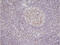 Nucleophosmin 1 antibody, MBS200037, MyBioSource, Immunohistochemistry frozen image 