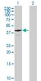 Annexin A13 antibody, H00000312-B01P, Novus Biologicals, Western Blot image 