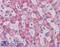 Peroxiredoxin 1 antibody, 46-754, ProSci, Immunohistochemistry frozen image 