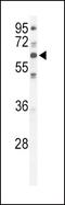 Protein Kinase C Iota antibody, PA5-13748, Invitrogen Antibodies, Western Blot image 