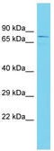 KAT8 regulatory NSL complex subunit 2 antibody, TA330660, Origene, Western Blot image 