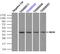 NIMA Related Kinase 6 antibody, TA500529, Origene, Immunoprecipitation image 