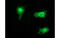 Syntrophin Gamma 1 antibody, MBS834208, MyBioSource, Immunofluorescence image 