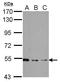 SHC Adaptor Protein 1 antibody, GTX113267, GeneTex, Western Blot image 