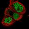 Neuronal PAS Domain Protein 2 antibody, HPA019674, Atlas Antibodies, Immunofluorescence image 