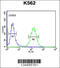 Suv3 Like RNA Helicase antibody, 64-106, ProSci, Immunofluorescence image 