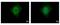 DEAD-Box Helicase 6 antibody, GTX102795, GeneTex, Immunocytochemistry image 