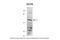 Chaperonin Containing TCP1 Subunit 8 antibody, 30-123, ProSci, Western Blot image 