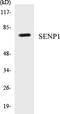 SUMO Specific Peptidase 1 antibody, EKC1511, Boster Biological Technology, Western Blot image 
