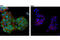 Nucleolar Protein 3 antibody, 38916S, Cell Signaling Technology, Immunofluorescence image 