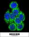 Cytochrome P450 Family 3 Subfamily A Member 43 antibody, 63-328, ProSci, Immunofluorescence image 