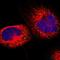 APC Regulator Of WNT Signaling Pathway antibody, NBP1-84994, Novus Biologicals, Immunofluorescence image 