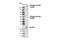 ABL Proto-Oncogene 1, Non-Receptor Tyrosine Kinase antibody, 3098S, Cell Signaling Technology, Western Blot image 