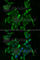 NaPi-2a antibody, A6742, ABclonal Technology, Immunofluorescence image 