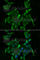 Sodium-dependent phosphate transport protein 2A antibody, A6742, ABclonal Technology, Immunofluorescence image 