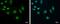 RNA Polymerase II Subunit C antibody, PA5-31255, Invitrogen Antibodies, Immunofluorescence image 
