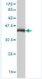 Major histocompatibility complex class I-related gene protein antibody, H00003140-M03, Novus Biologicals, Western Blot image 