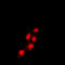 TEA Domain Transcription Factor 1 antibody, LS-C352917, Lifespan Biosciences, Immunofluorescence image 