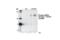 Glutamate Ionotropic Receptor NMDA Type Subunit 1 antibody, 3384S, Cell Signaling Technology, Western Blot image 