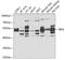 Interferon Regulatory Factor 6 antibody, GTX33275, GeneTex, Western Blot image 