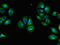 F2R Like Trypsin Receptor 1 antibody, LS-C677868, Lifespan Biosciences, Immunofluorescence image 