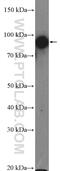 Heat Shock Protein 90 Alpha Family Class B Member 1 antibody, 13171-1-AP, Proteintech Group, Western Blot image 
