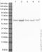 Tubulin antibody, ab21057, Abcam, Western Blot image 