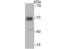 UGP1 antibody, NBP2-75695, Novus Biologicals, Western Blot image 