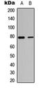 T-Box 3 antibody, orb304623, Biorbyt, Western Blot image 
