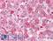 Glypican 4 antibody, LS-A8927, Lifespan Biosciences, Immunohistochemistry frozen image 