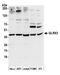 Glutaredoxin 3 antibody, A305-073A, Bethyl Labs, Western Blot image 