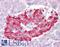 Autophagy Related 4D Cysteine Peptidase antibody, LS-B6488, Lifespan Biosciences, Immunohistochemistry frozen image 