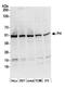 Fumarate hydratase, mitochondrial antibody, A305-262A, Bethyl Labs, Western Blot image 