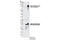 Synoviolin 1 antibody, 12925S, Cell Signaling Technology, Western Blot image 