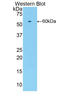 Cyclin Dependent Kinase 2 antibody, LS-C374288, Lifespan Biosciences, Western Blot image 