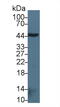 Bone Morphogenetic Protein 2 antibody, MBS2004087, MyBioSource, Western Blot image 
