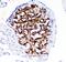 Hydroxysteroid 11-Beta Dehydrogenase 1 antibody, PA1372-1, Boster Biological Technology, Immunohistochemistry paraffin image 