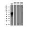 Forkhead Box A2 antibody, NBP2-02088, Novus Biologicals, Western Blot image 