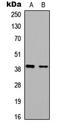 BAG1L-Specific antibody, LS-C354561, Lifespan Biosciences, Western Blot image 