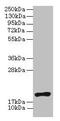 Nuclear Receptor 2C2 Associated Protein antibody, CSB-PA016053LA01HU, Cusabio, Western Blot image 