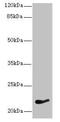 I-kappa-B-interacting Ras-like protein 1 antibody, CSB-PA885767LA01HU, Cusabio, Western Blot image 