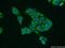 VANGL Planar Cell Polarity Protein 2 antibody, 21492-1-AP, Proteintech Group, Immunofluorescence image 